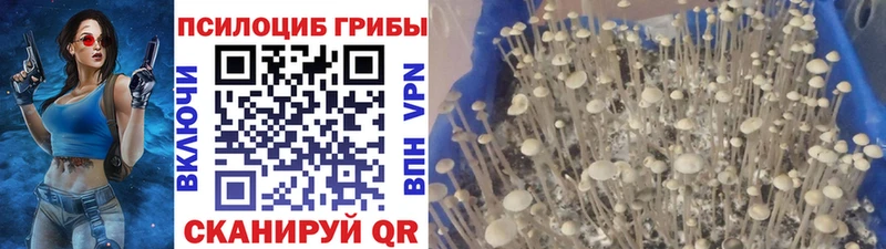 Псилоцибиновые грибы Cubensis Барабинск
